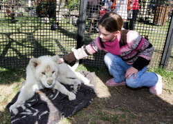 The Lion Park